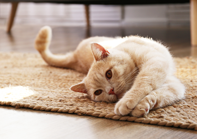 Kotek w zabawnej pozie