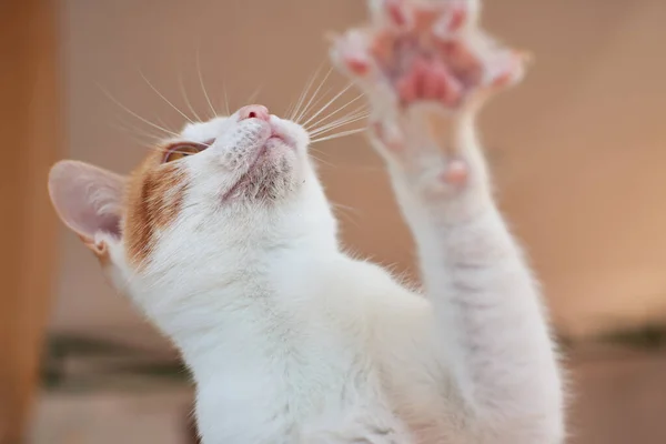 Kot z łapką wyciągniętą do aparatu