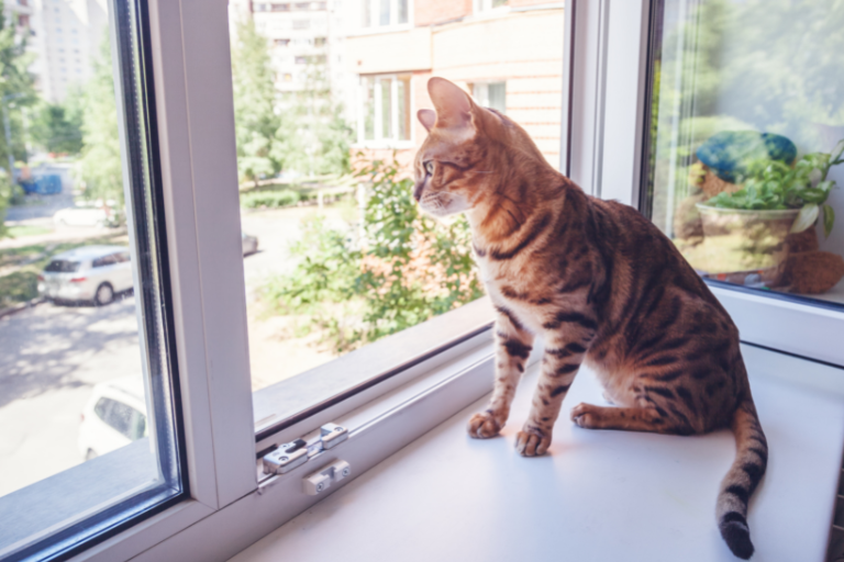 Kot patrzący przez okno